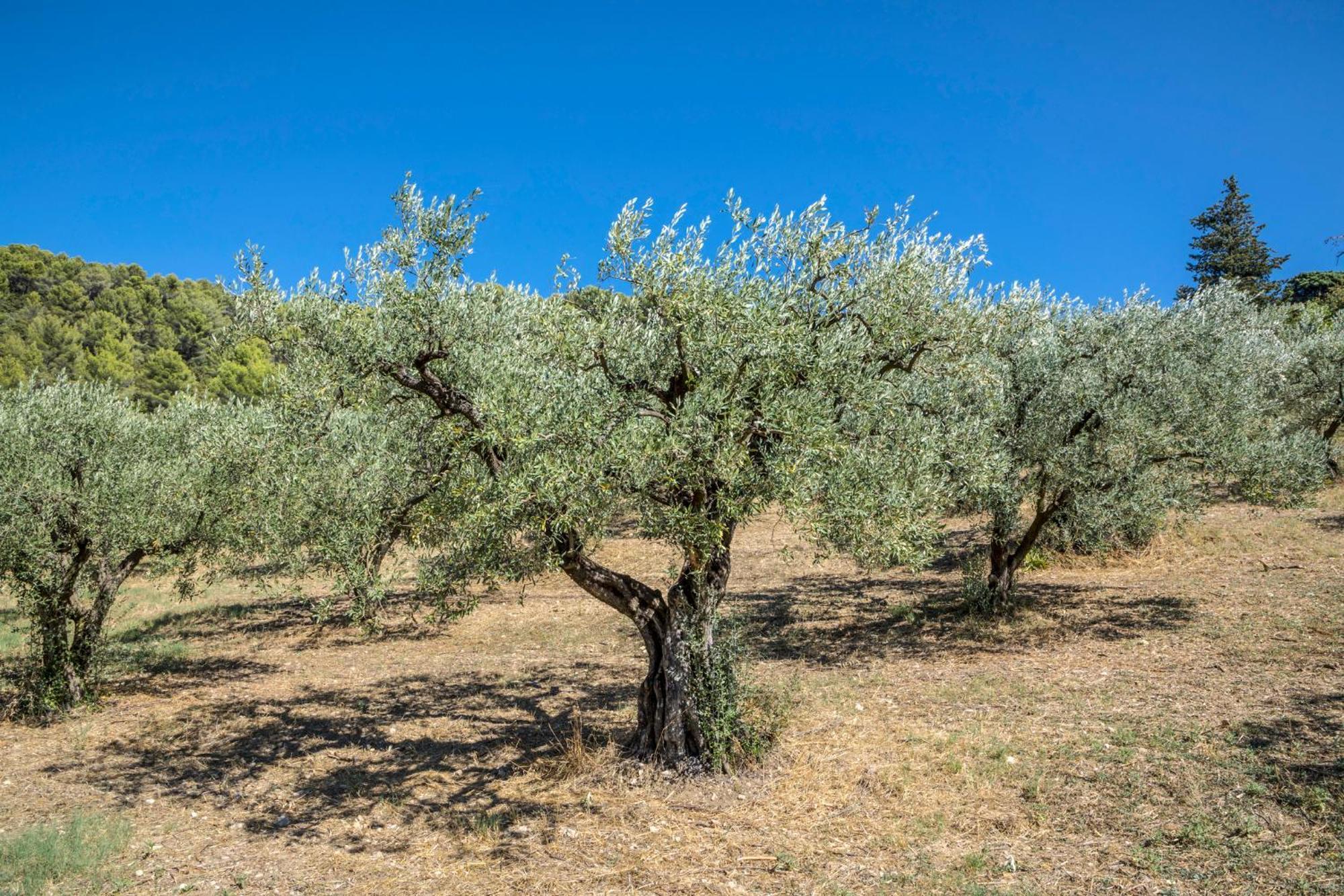 Maison Tendance Avec Jardin, Centre Village, Alpilles, Familles Eyragues Eksteriør bilde